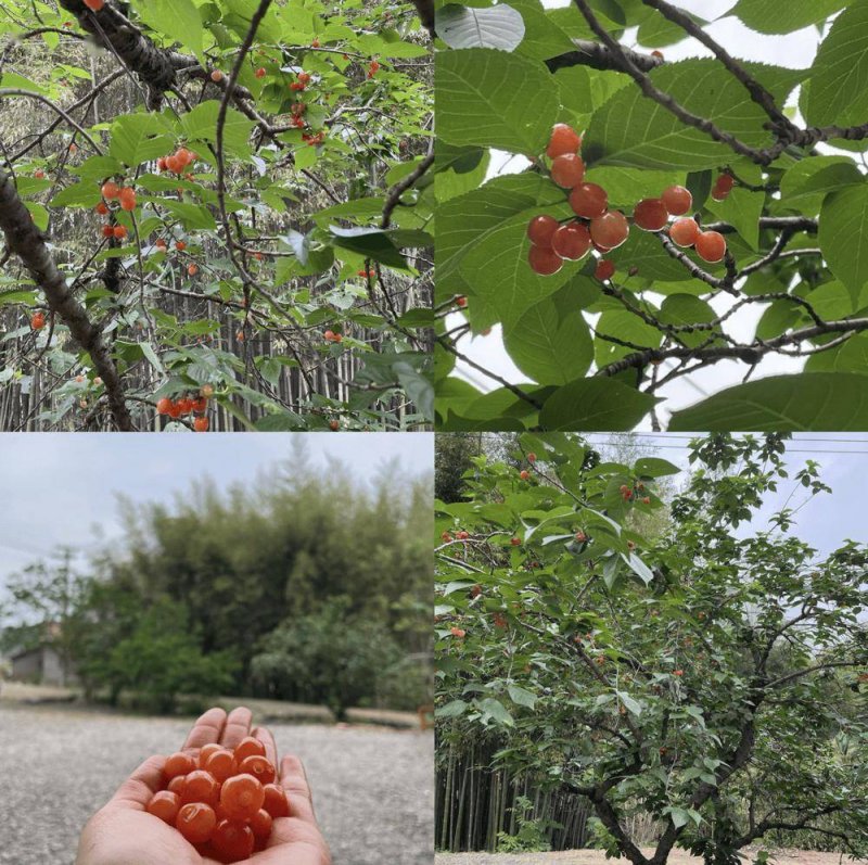 立兰酒庄览翠月光白：果香馥郁，花香沁人